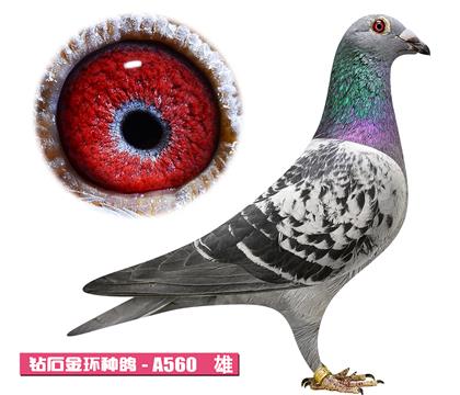 ����-����ƥ��A560