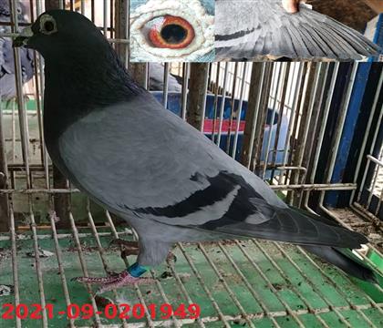 ���ݻ��ִ�