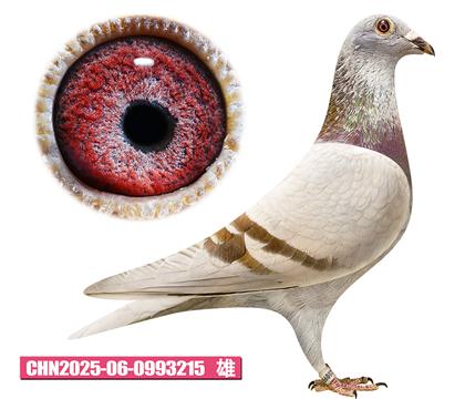 吉尔特-好红号215