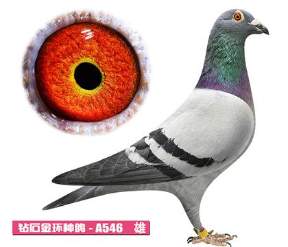 考夫曼-上校先生A546