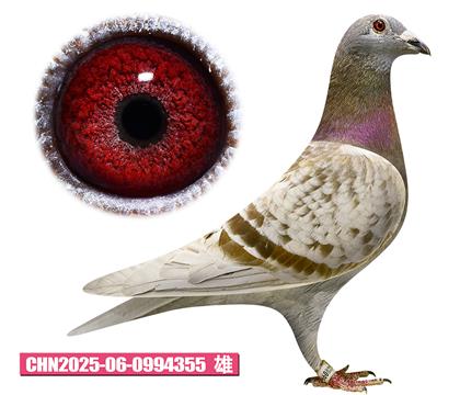 兰布瑞契-年轻好红号355