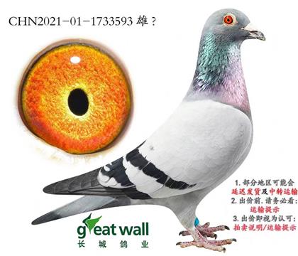 ���ǣ������������ֱ����ֱŮ�����ڻ�Ѫ593