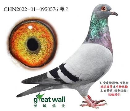 ���ǣ�ͼ��˹����Ѫϵ������1�Ž��׻�Ѫ576