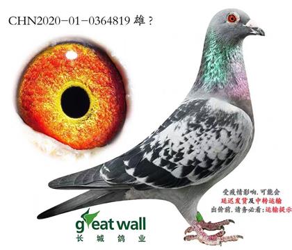 ���ǣ�ͼ��˹˧��ֱ��705��X��³��˹��Ů