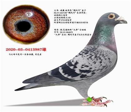 威廉.迪布恩“飓风号”直子X杨范德帕斯“大奔”全平辈