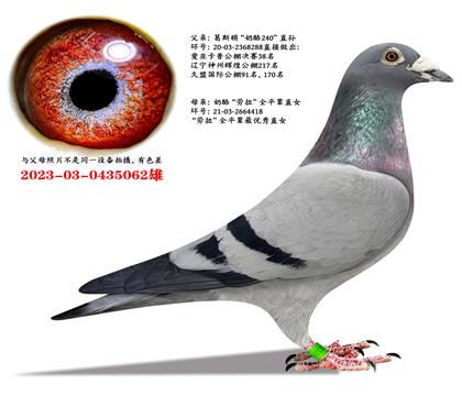 葛斯顿“奶酪240”X劳拉全姐妹直女