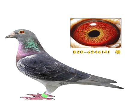 ��˹����ӡ����141