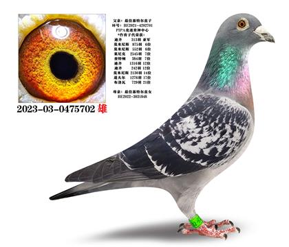 最佳基特尔直子X最佳基特尔直女