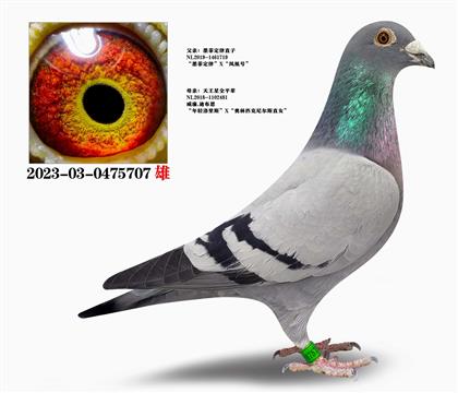 墨菲定律直子X天王星全平辈