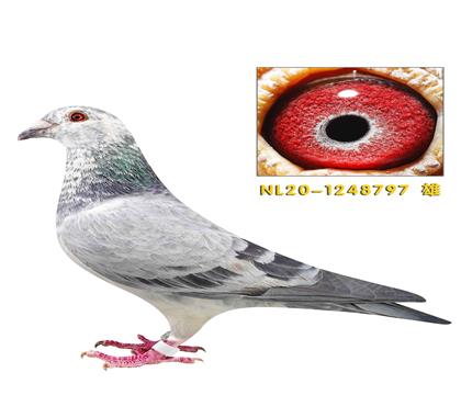 ���ǿ��պû�ֱ����ֱŮ���׻�Ѫ����797