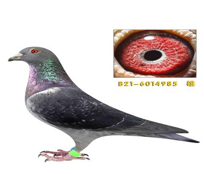 ��˹����ӡ����985