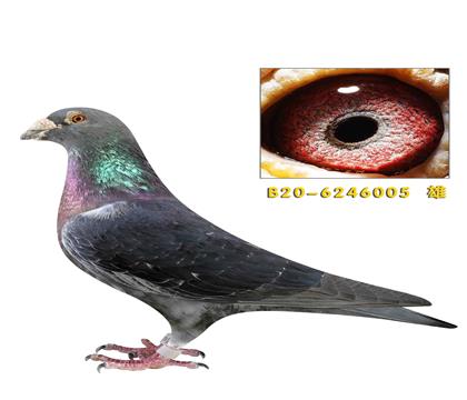 ��˹����ӡ����005