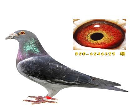 ��˹����ӡ����325