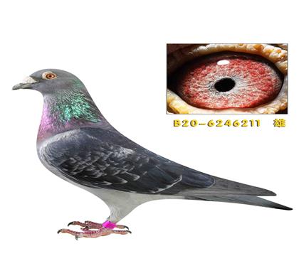 ��˹����ӡ����211