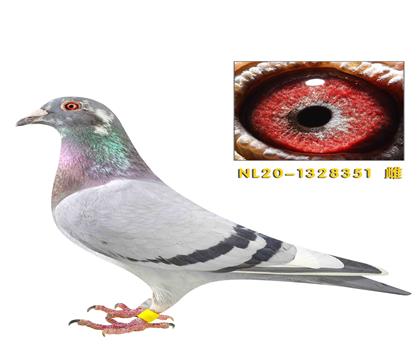 �׵������û�����ض�ֱ��Ů����351