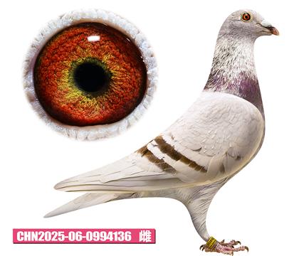 ���ǲ���-������136