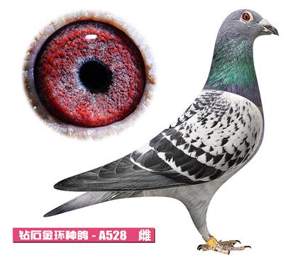 ����-����ƥ�˹���A528