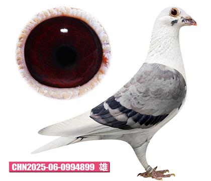 ���ǲ���-���ض�899