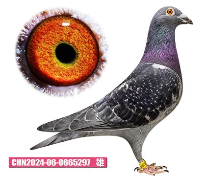 ����-���غ�297