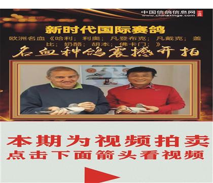 吉林克斯-“白头席维斯特”+“格斗士”多重近亲