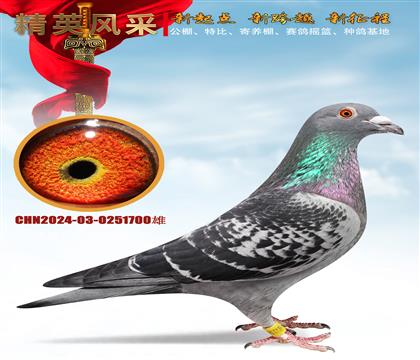 ȫ����ս����塢ȫƽ��ǧ����ھ��Ǿ�