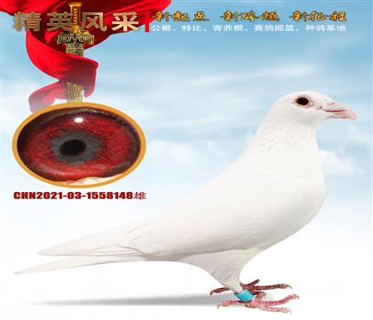 ��˹���ŵ�����