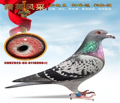 ȫ����ս�����.008