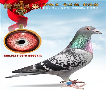 ȫ����ս����塢007