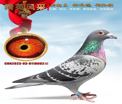 ȫ����ս����塢002