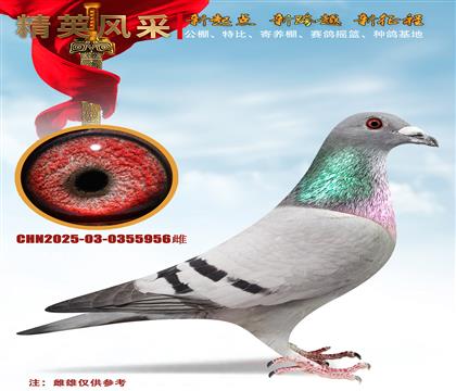 ȫ����ս����塢���˸�ȫƽ��ǧ����ھ��Ǿ�������