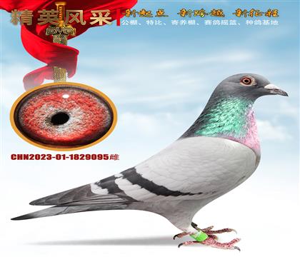 �����ɡ����������16��