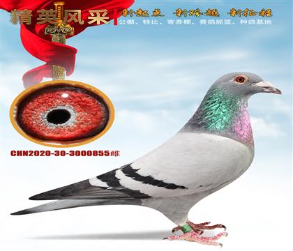 ����11����ʯ����ɣ��ʿ�ƽ��ֱŮ