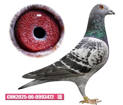 ����-��������472