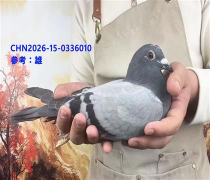 ��.������˹�����޺Ű��ֵܡ�ֱ��x�����޺š�ֱŮ