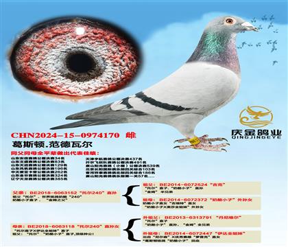 ��˹��.�����߶����ж�240��ֱ��x���ж�240��ֱ��Ů