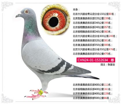 北京胜奥赛鸽俱乐部500公里66名 雌
