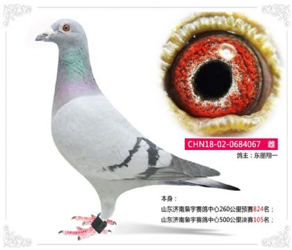 山东济南枭宇赛鸽中心500公里决赛105名 雌