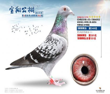 张家口蔚县宝翔公棚500公里决赛348名 雌