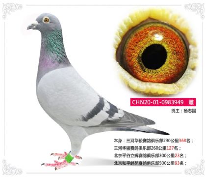 北京和平鸽苑赛鸽俱乐部500公里93名 雌