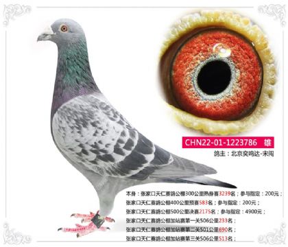 张家口天仁赛鸽公棚加站赛第一关506公里233名 雄