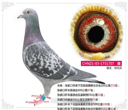 张家口怀来下花园涿鹿联合协会市联翔550公里42名 雌