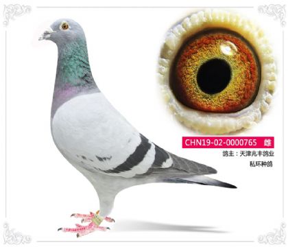 天津兆丰鸽业 私环种鸽765 雌