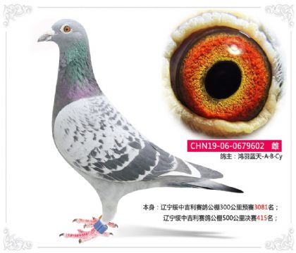 辽宁绥中吉利赛鸽公棚500公里决赛415名 雌