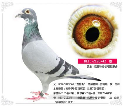 范赫特姆-舒曼斯原舍-----742 雄