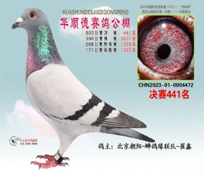 北京华顺德赛鸽公棚503公里决赛441名 雄