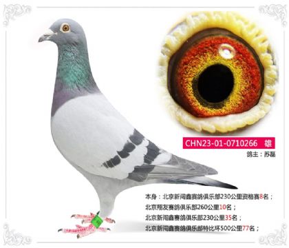 北京新闯鑫赛鸽俱乐部特比环500公里77名 雄