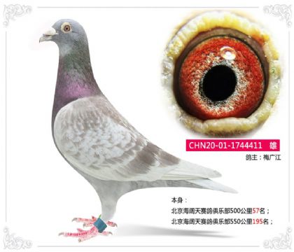 北京海阔天赛鸽俱乐部500公里57名 雄