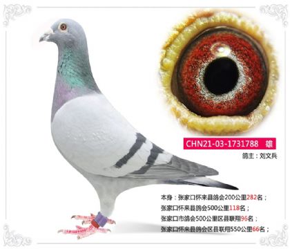 张家口怀来县鸽会区县联翔550公里66名 雄