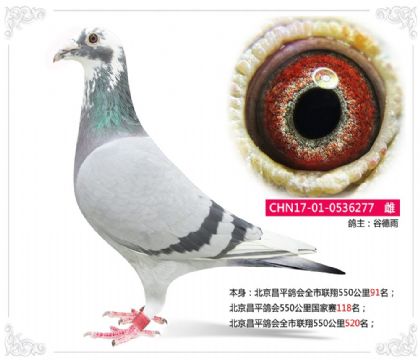北京昌平鸽会全市联翔550公里91名 雌