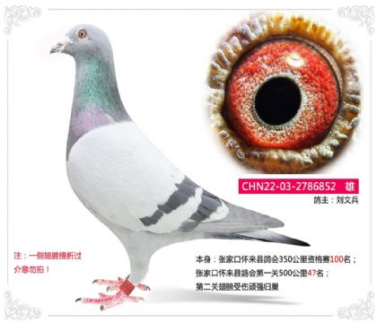 张家口怀来县鸽会第一关500公里47名 雄